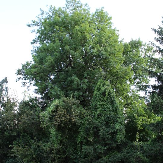 Jasan u nádraží Brandýs nad Labem