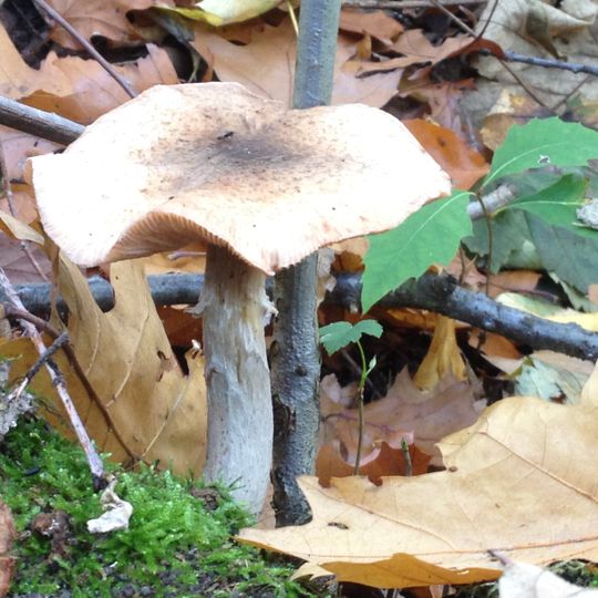 LSG-Gerresheimer Hoehen