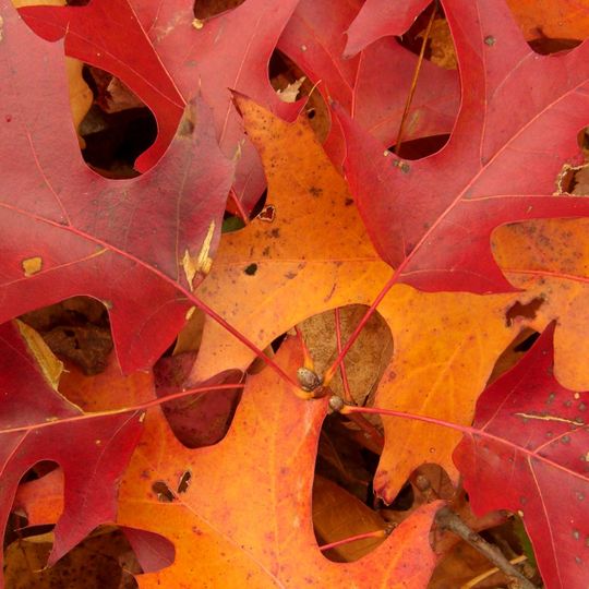 Arboretum Du Val D'ainan