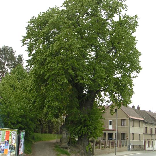 Lípa srdčitá u sv. Antonína