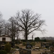Naturdenkmal Stieleiche (Quercus robur) Zentrum des Friedhofs in Zinnitz