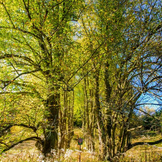 Křížové stromořadí