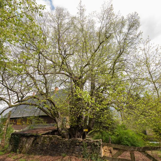 Winterlinde Forstamt Freiberg