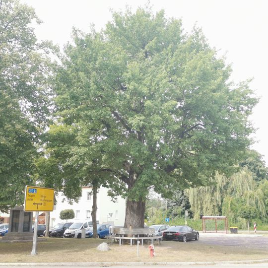 Naturdenkmal Stieleiche Marktplatz hinter der Kirche, Flur 6, Flurstück 602 in Märkisch Buchholz
