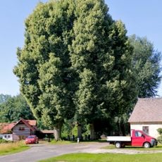 Stromy na návsi ve Vesci