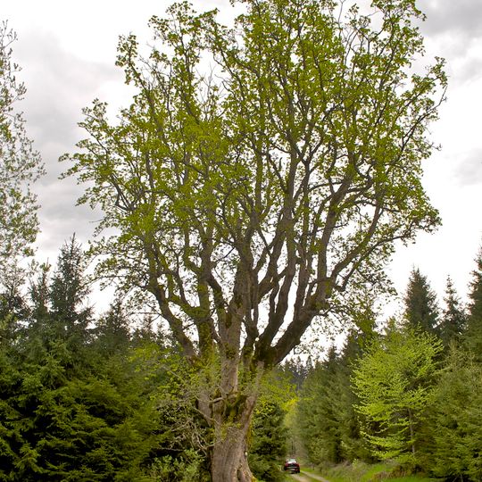 Bergahorn in Unterweißenbach