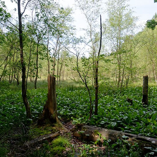 Lankower Seeufer, Grammsee und Umgebung