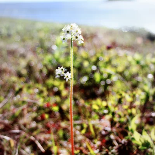 Parc national Kytalik