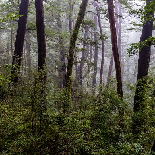 Victoria Forest Park