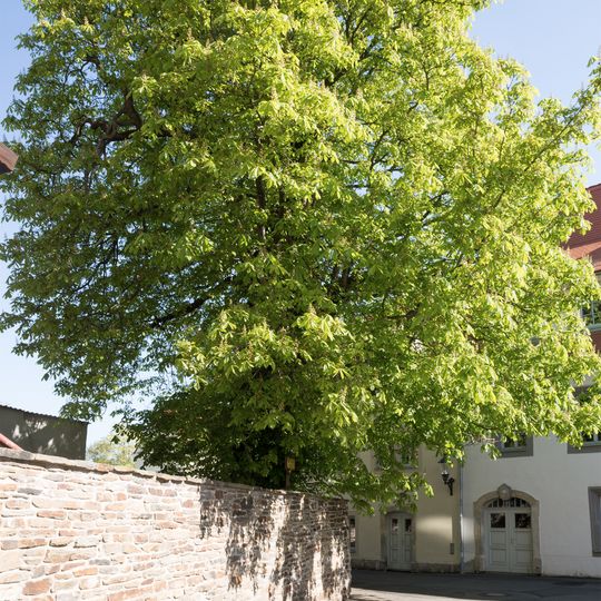 Rosskastanie Freiberg