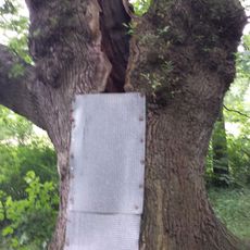 Stiftsgerichtseiche in Bassum