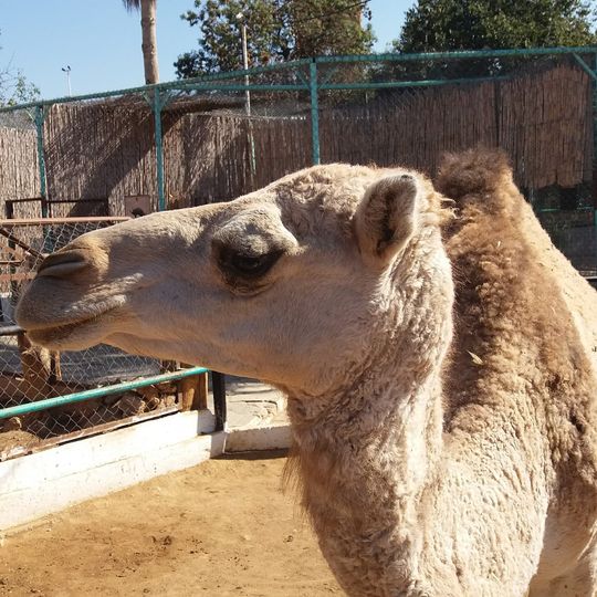 حديقة حيوانات الحاج عيسى