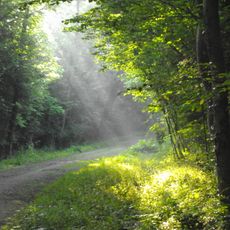 Réserve naturelle nationale du massif forestier de Strasbourg-Neuhof/Illkirch-Graffenstaden