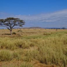 Parc national du Serengeti