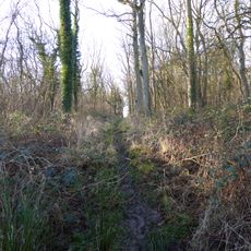 Alder Wood and Meadow