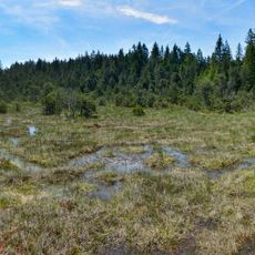 Schönleitenmoos im Wierlinger Forst