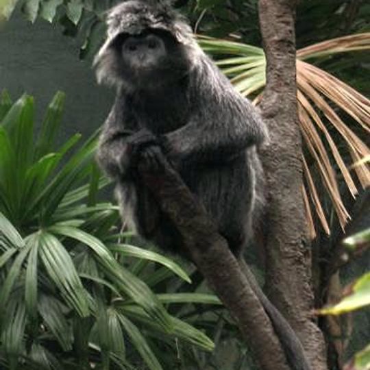 Parc national Halimun Salak