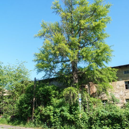 Ginkgo biloba in Ammelgoßwitz