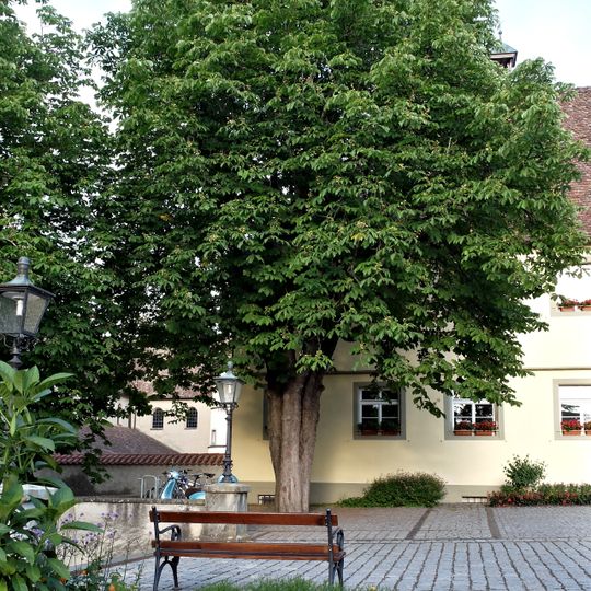 Baumgruppe: 4 Roßkastanienbäume