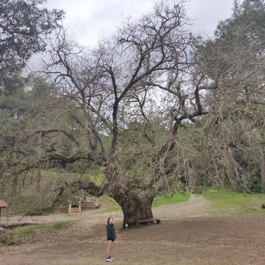Famous Quercus Infectoria in Néo Chōrió