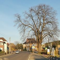 Naturdenkmal Sommerlinde am Kriegerdenkmal Crinitz
