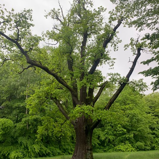 Stieleiche im Lustgarten Waldenburg