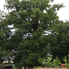 Dub letní pod Hradištkem