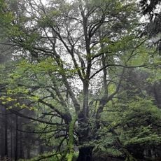 Jilm u Leistnerovy hájovny