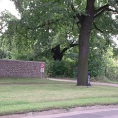 Stieleiche in der Schlachthofstraße