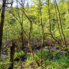 Naturschutzgebiet "Lambsbachtal" (N 6610-304)