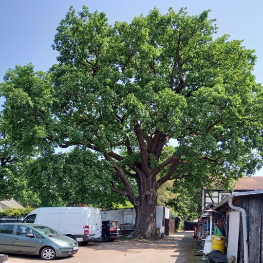 Naturdenkmal Eiche am Schwanenkrug