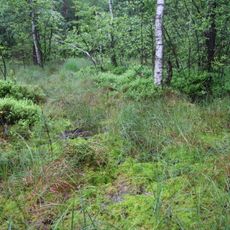 Moorgebiet Moosheide Obercrinitz