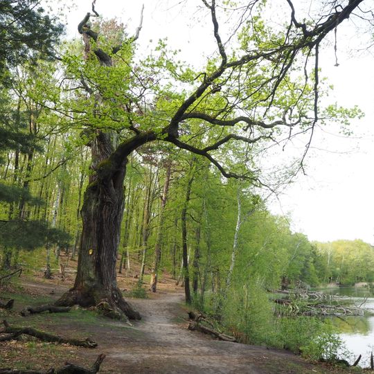 Naturdenkmal Eiche Westufer Kleiner Lienewitzsee in Michendorf