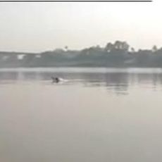 Vikramshila Gangetic Dolphin Sanctuary