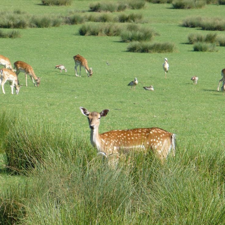Parc Animalier de Sainte-Croix