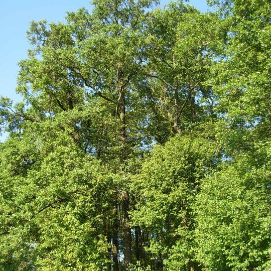 Rezerwat przyrody Ostrów koło Pszczółczyna