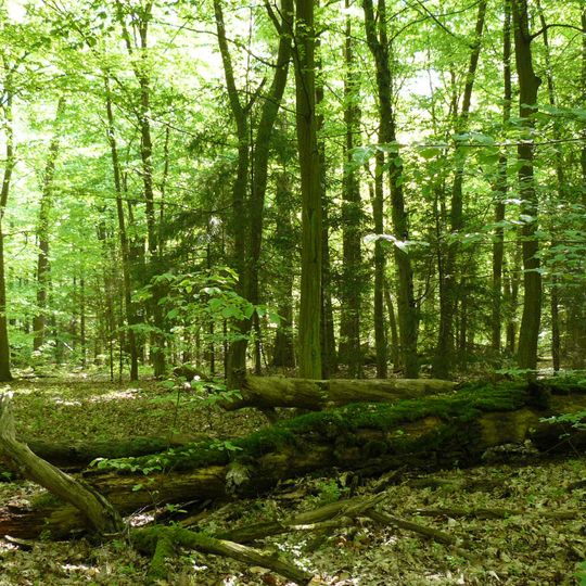 Rezerwat przyrody Dąbrowa koło Biadek Krotoszyńskich