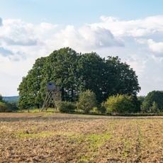 Baumgruppe am Kulturdenkmal Turmhügel