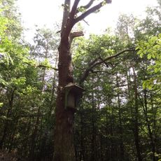 Dub ve Škvorecké oboře