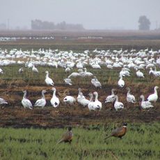 Sutter National Wildlife Refuge