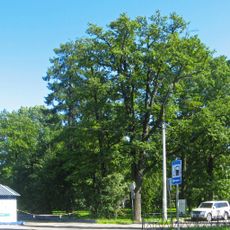 Сквер при железнодорожной станции «Удельная» (планировочная структура, ценные насаждения)