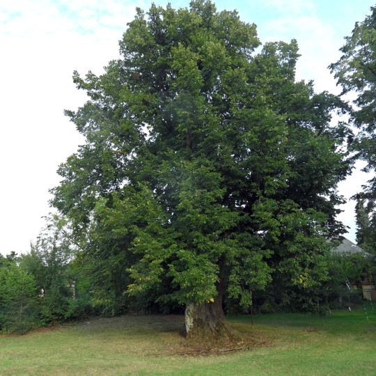 Lípa u šilhavé báby