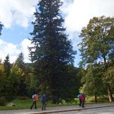 Jedle v lázeňském parku nad Pitným pavilonem