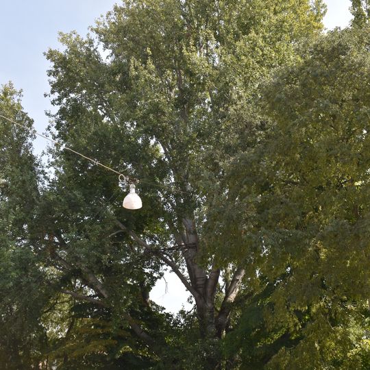 Pioppo canescente di Palazzo dei Diamanti