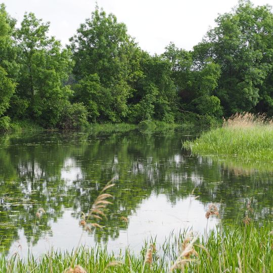 Donaualtwasser bei Leitheim