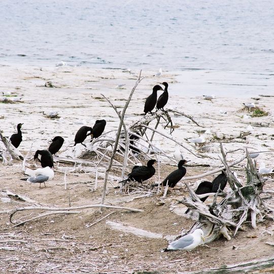Gravel Island National Wildlife Refuge