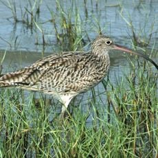 Pumicestone National Park