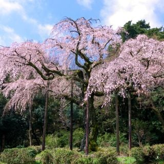 Chokozan Shidare-zakura