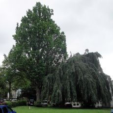 Pyramideneiche und Hängebuche