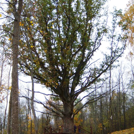 Žažumbrio ąžuolas